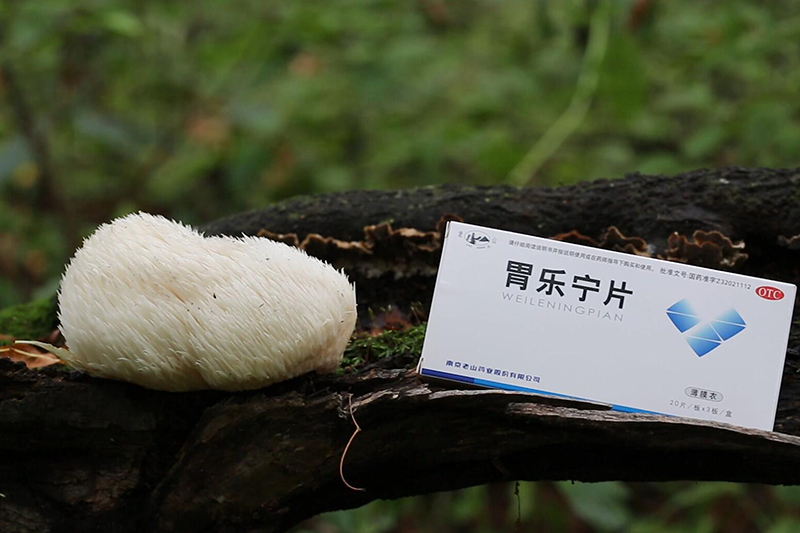 長白山猴頭菇采集